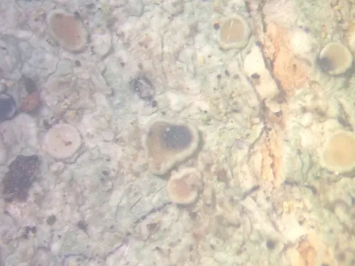 Vouauxiella lichenicola