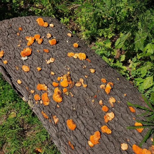 Northern Cinnabar Polypore