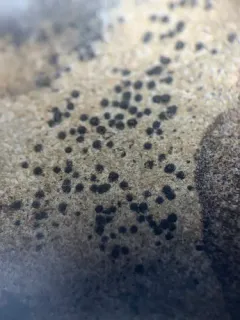 Verrucaria muralis thumbnail 3