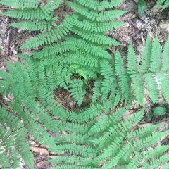 intermediate wood fern thumbnail 5