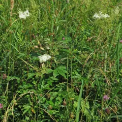 Meadowsweet thumbnail 2