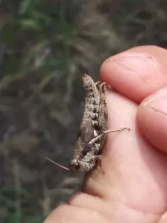 Melanoplus trinitense thumbnail 4