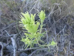 Deer Paintbrush thumbnail 1