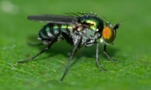 Dolichopus ovatus