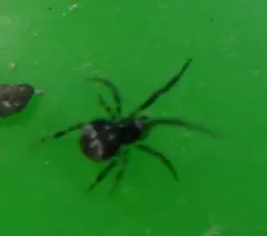 Cryptachaea rupicola thumbnail 3