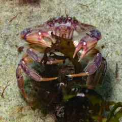 Atlantic Rock Crab thumbnail 4
