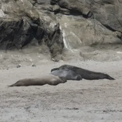 Northern Elephant Seal thumbnail 2