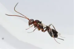 Gelis tenellus thumbnail 3