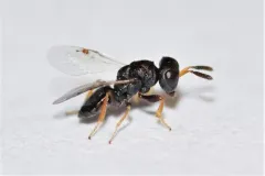 Habritys brevicornis thumbnail 2