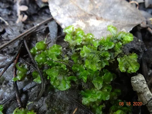 Blytt's Ruffwort