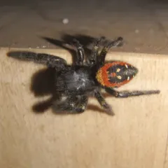 Johnson's Jumping Spider thumbnail 3