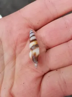 Snakeskin Turrid thumbnail 4