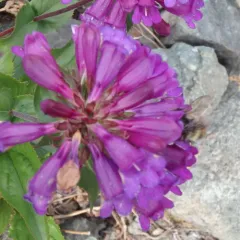 Cascade Beardtongue thumbnail 4