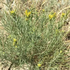 Rubber Rabbitbrush thumbnail 2