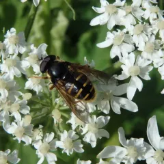 Western Pond Fly thumbnail 1