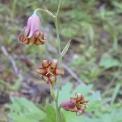 bronze-bells thumbnail 2