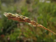 Spike Fescue thumbnail 3
