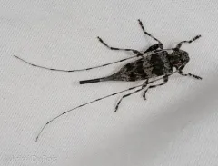 Ponderosa Pine Bark Borer thumbnail 3