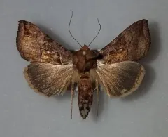 Pink-washed Looper Moth thumbnail 2