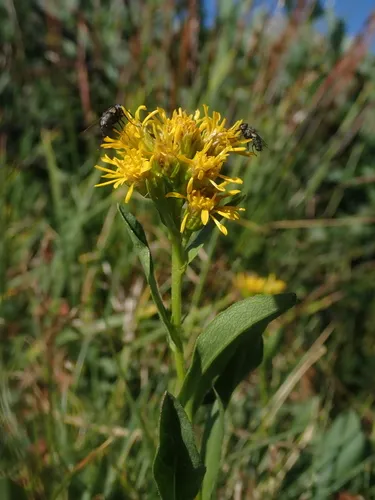 Parry's goldenrod