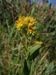 Parry's goldenrod thumbnail 1