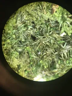 Long-leaved Notchleaf Moss thumbnail 2