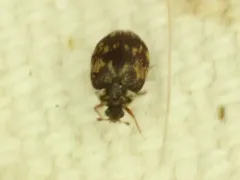 Anthrenus blanci thumbnail 3