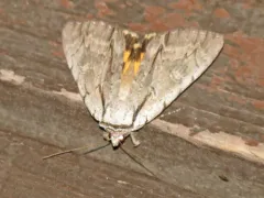 Clinton's Underwing thumbnail 4