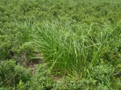 Long's Bulrush thumbnail 3