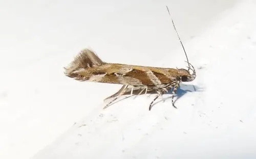 Aristotelia ivae