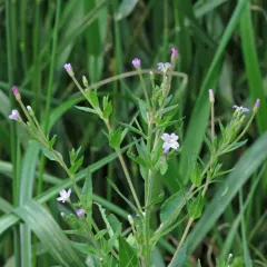 fringed willowherb thumbnail 4