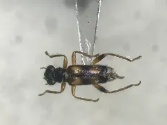 Phyllobaenus pallipennis thumbnail 2