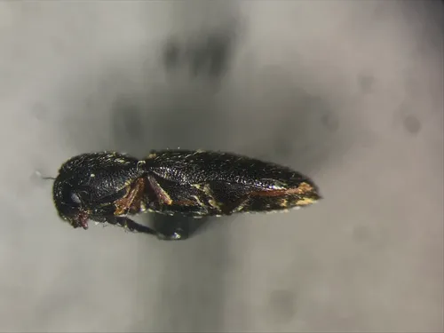 Microrhagus triangularis