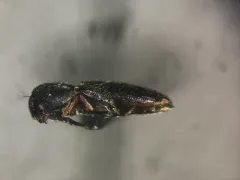 Microrhagus triangularis thumbnail 1