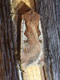 Euxoa costata thumbnail 3