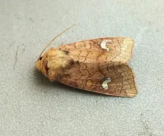 Strawberry Cutworm Moth thumbnail 2