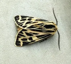 Steppe Tiger Moth thumbnail 1