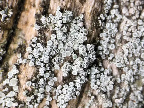 Hagen's Rim Lichen