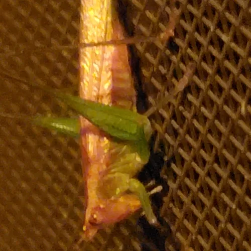 Long-tailed Meadow Katydid