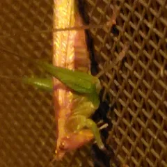Long-tailed Meadow Katydid thumbnail 1