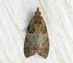 Raspberry Leafroller Moth thumbnail 2