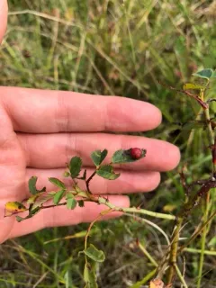Spiked Pea Gall Wasp thumbnail 3