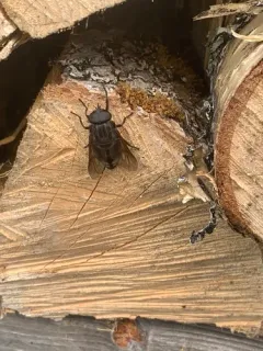Whitney's Horse Fly thumbnail 1