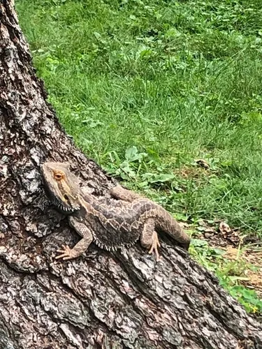 Central Bearded Dragon