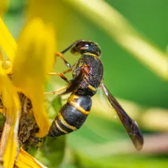 Hidalgo Mason Wasp thumbnail 3