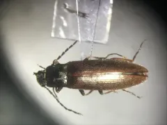 Metanomus insidiosus thumbnail 2