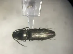 Corymbitodes elongaticollis thumbnail 3