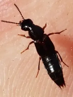 Quedionuchus plagiatus thumbnail 2
