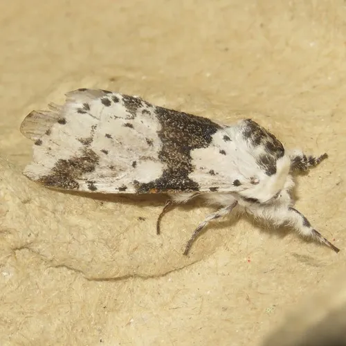 White Furcula Moth