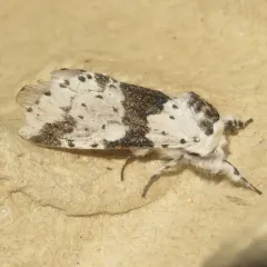 White Furcula Moth thumbnail 1